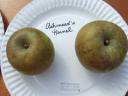 Ashmead’s Kernel Heirloom Apple