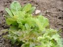 Cutting Lettuce