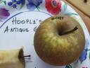 Hoople’s Antique Gold Apple