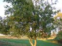 Jujube Tree