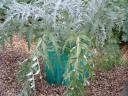 Artichoke Plant in Autumn