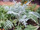 Globe Artichoke Plant