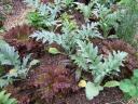 French Artichoke Plants