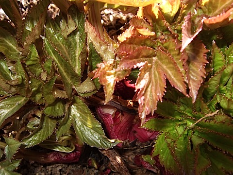 Angelica Herb Plant.JPG