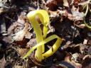 Mulched Garlic Leaf