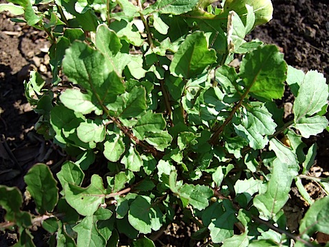 Ice Bred Arugula.JPG