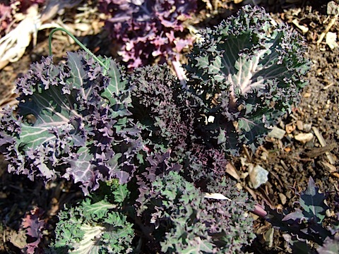 More Wild Garden Kale.JPG