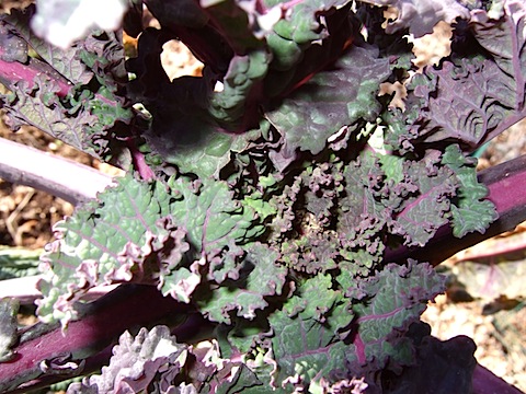 Wild Garden Kale.JPG