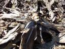 Winter Killed Globe Artichoke Remains