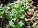 Chickweed Leaves