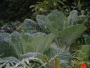 Collard Greens in the Garden