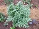 Lovage Plant