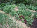 Raised Bed Garden