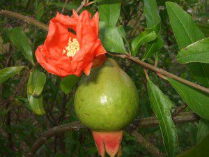 pomegranate-flower-and-fruit