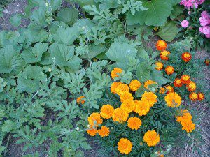 marigolds-in-the-vegetable-garden