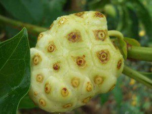 noni-fruit