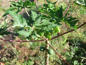 papaya-tree