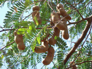 tamarind-fruits