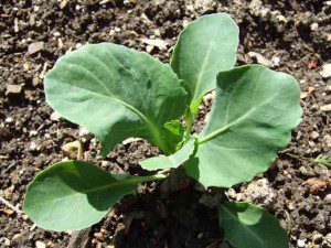 cabbage-transplant