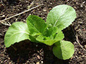 chinese-cabbage