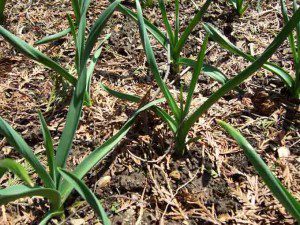 garlic-plants