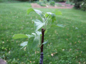 apple-tree-graft