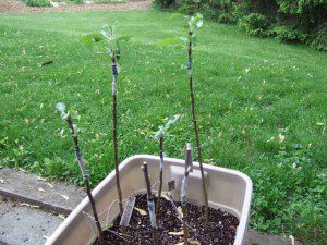 grafted-apple-tree-prospect