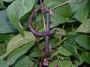 purple-heirloom-beans