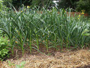 gourmet-garlic-plants