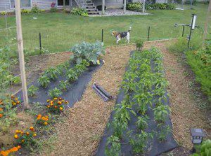 new-raised-bed-garden