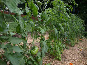 trellised-tomatoes