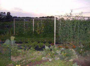 Garden-Trellises