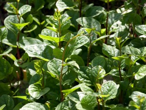 Malabar Spinach