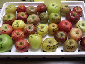 Heirloom-Apples