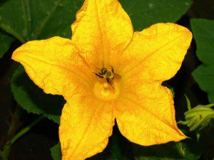 Squash-Flower