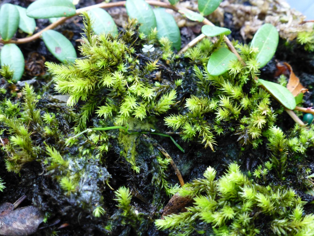 Mosses in Bog Garden