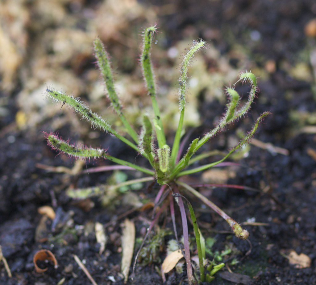 Sundew