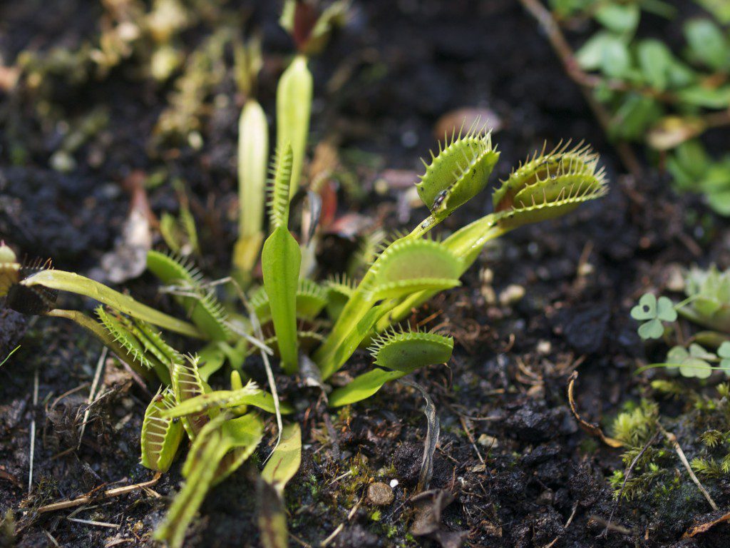 Venus Flytrap