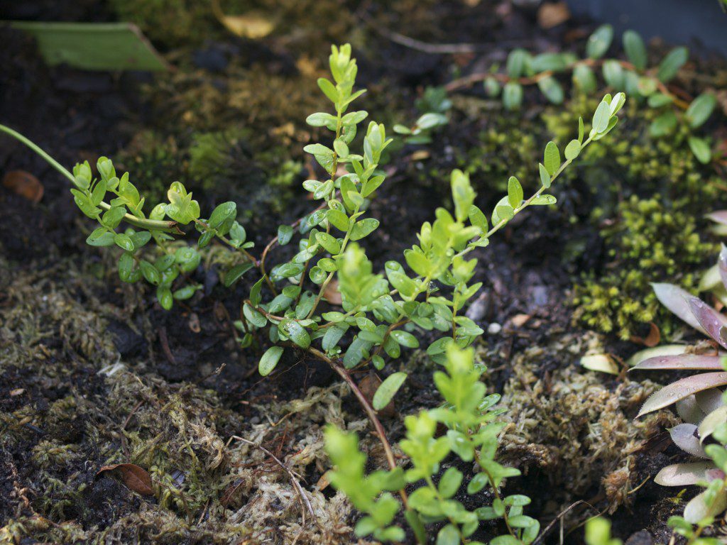 Cranberry Plant