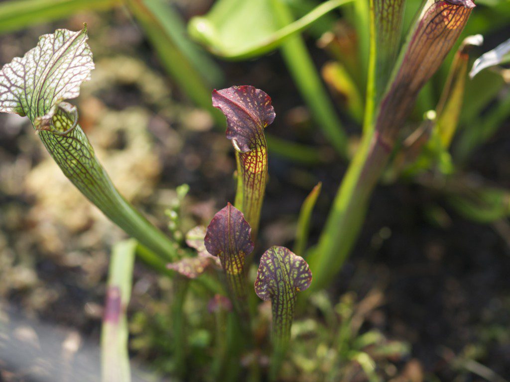 Pitcher Plants