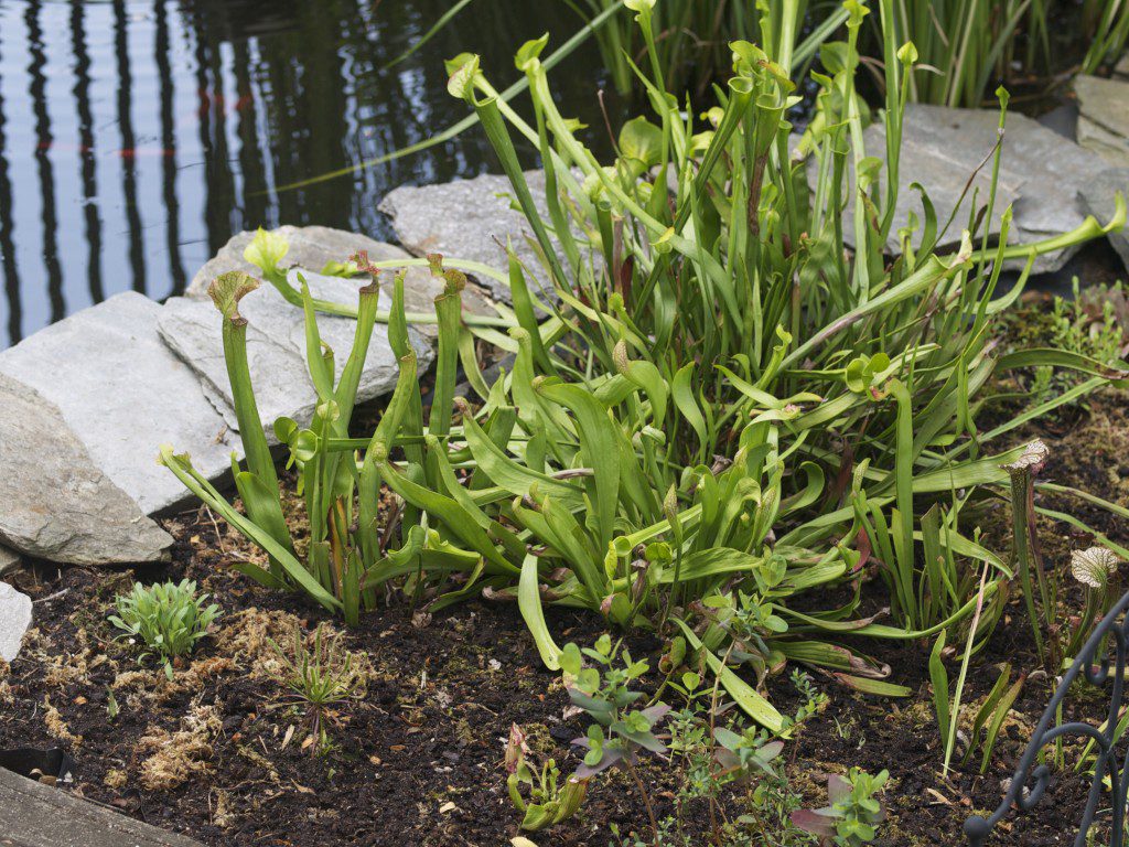 Bog Garden