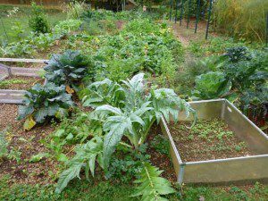 Fall Garden Picture