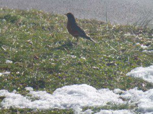 Winter Robin