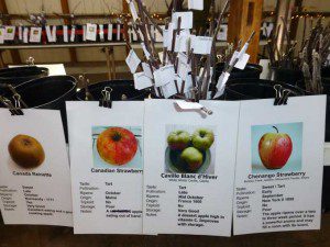 Heirloom Apples