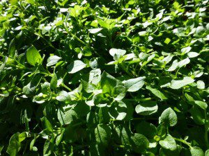 Winter Stand of Chickweed