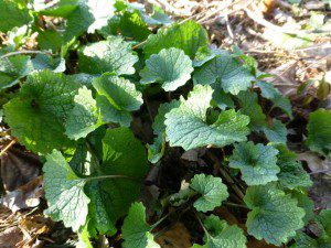 Garlic Mustard