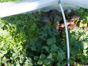 Greens Growing under Row Cover