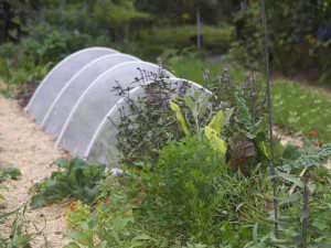 Row Cover in the Garden