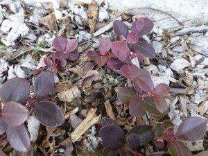 Wintergreen Plant