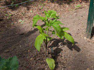 Heirloom Tomato